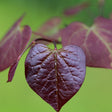 Close-up of a Ruby Falls redbud leaf, heart-shaped with deep burgundy colour and pronounced pale veining, set against a softly blurred green background with more purple leaves visible behind.