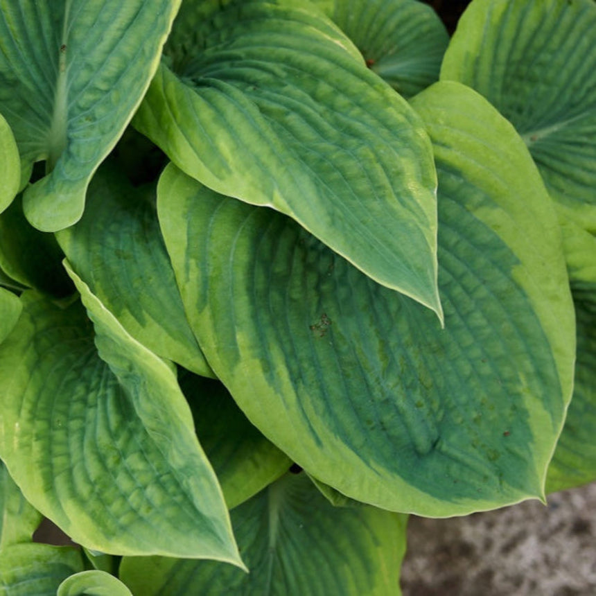 Close-up of Green Patriot hosta foliage showing large, deeply veined leaves with dark green centres fading to a lighter yellow-green margin, overlapping in a dense clump.