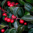 Close-up of American wintergreen showing clusters of glossy red berries nestled among dark green, oval, leathery leaves with reddish veining.