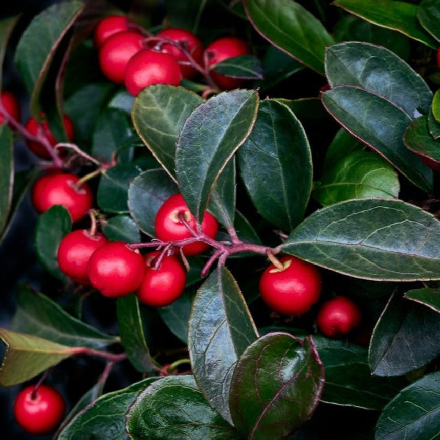 Close-up of American wintergreen showing clusters of glossy red berries nestled among dark green, oval, leathery leaves with reddish veining.