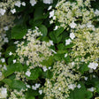 Close-up of climbing hydrangea in bloom, showing lacecap-style flower clusters with small white petals surrounding tiny cream-yellow buds, set against dense heart-shaped green foliage.