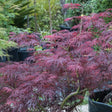 A weeping Japanese maple with finely dissected, deep burgundy-red foliage cascading over arching branches, potted among other nursery plants in an outdoor growing area.