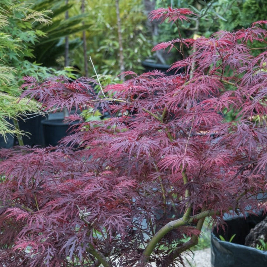 A weeping Japanese maple with finely dissected, deep burgundy-red foliage cascading over arching branches, potted among other nursery plants in an outdoor growing area.