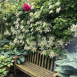 A weathered wooden bench sits beneath a dense climbing hydrangea covered in clusters of small white flowers, with a deep pink rose and broad-leaved hostas framing the shaded garden nook.