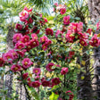 Camellia shrub covered in deep pink, semi-double blooms with golden yellow stamens, growing among glossy green foliage in front of palm tree trunks.