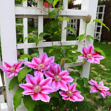 Dr. Ruppel clematis vine climbing a white lattice trellis, its large pink blooms striped with deep magenta bars and pale edges, set against a green garden backdrop.