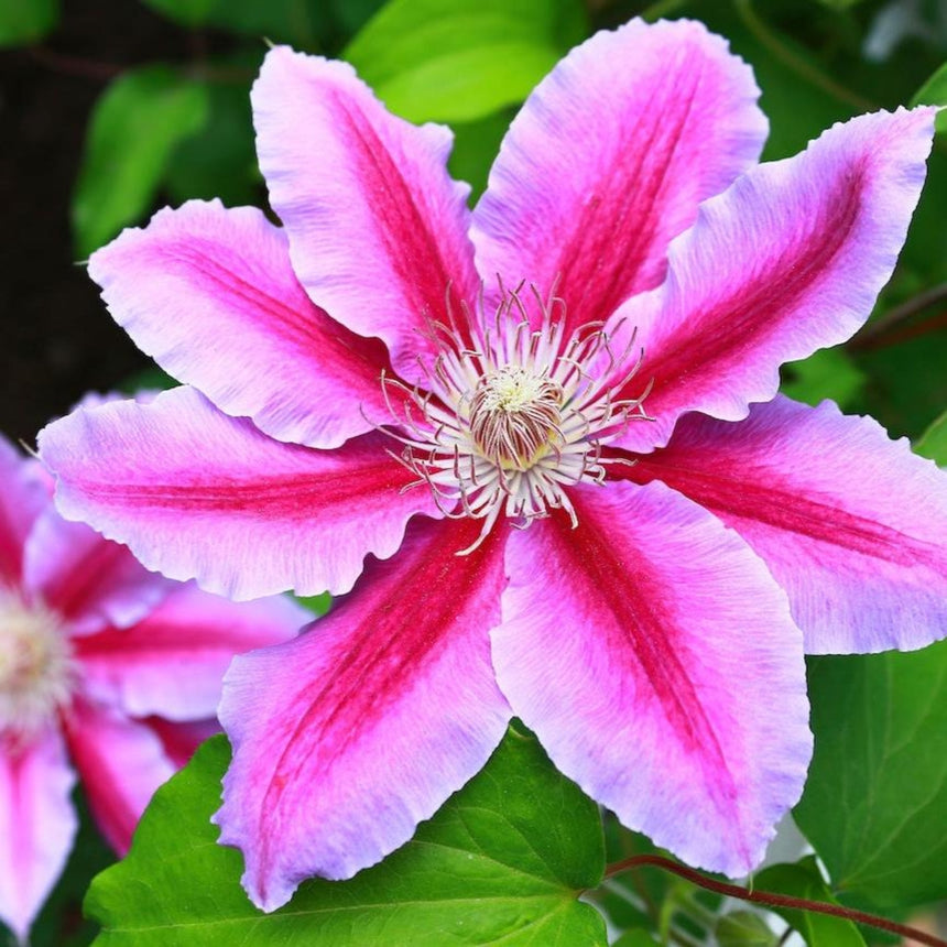 Close-up of a Dr. Ruppel clematis bloom with six pointed pink petals striped deep magenta, surrounding a cream and maroon centre, set against green foliage.