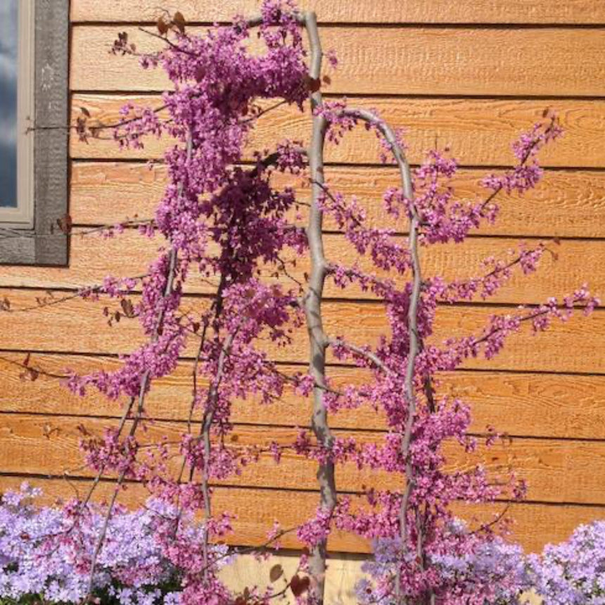 A weeping Ruby Falls redbud tree with slender arching branches densely covered in small magenta-pink blossoms, growing against a wooden clapboard wall above purple-flowered groundcover.