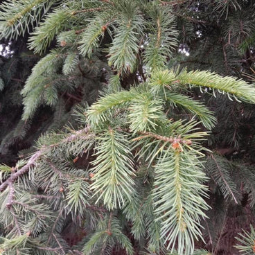 Close-up of a Bush's Lace spruce branch showing dense, needle-like blue-green foliage radiating from woody stems, with darker branches visible in the shaded background.