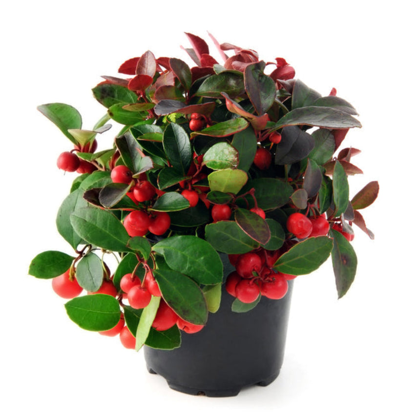 Potted American wintergreen plant with glossy dark green and reddish-tinged leaves densely studded with bright red berries, shown in a black plastic pot against a white background.
