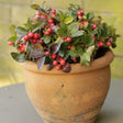 A weathered terracotta pot holds a compact wintergreen plant with glossy green and reddish-tinged foliage studded with bright pink-red berries.