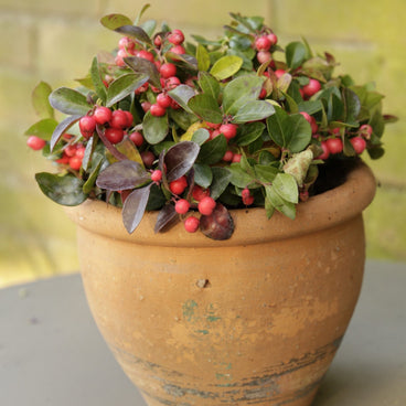 A weathered terracotta pot holds a compact wintergreen plant with glossy green and reddish-tinged foliage studded with bright pink-red berries.