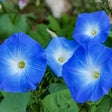 Four trumpet-shaped morning glory flowers in vivid blue with white star-shaped centres and yellow throats, blooming among green heart-shaped leaves and curling vine tendrils.