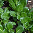 Close-up of Tendergreen mustard spinach plants growing in dark garden soil, showing their broad, glossy, deeply veined dark green leaves clustered densely together.