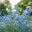 Cluster of forget-me-nots with small five-petalled sky-blue flowers and dark budding centres on slender hairy stems, set against a softly blurred green garden backdrop.