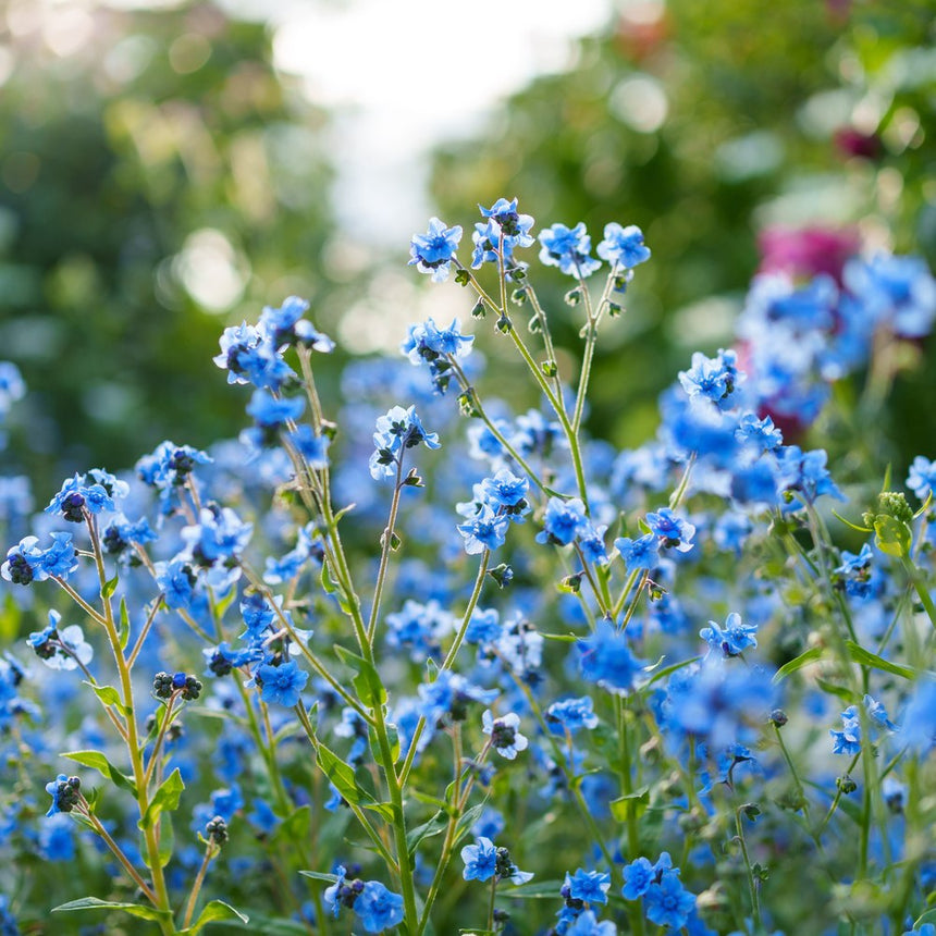 Cluster of forget-me-nots with small five-petalled sky-blue flowers and dark budding centres on slender hairy stems, set against a softly blurred green garden backdrop.