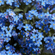 Close-up of forget-me-not flowers in full bloom, showing masses of small five-petalled blue blossoms with yellow centres, a few unopened pink-purple buds, among soft green foliage.