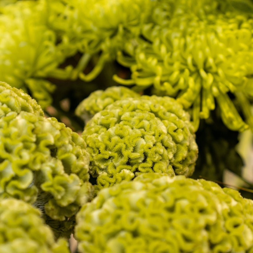 Close-up of Spring Green Celosia