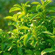 Close-up of a leafy stevia plant with bright green, serrated oval leaves clustered densely along upright stems, backlit by sunlight against a softly blurred garden background.