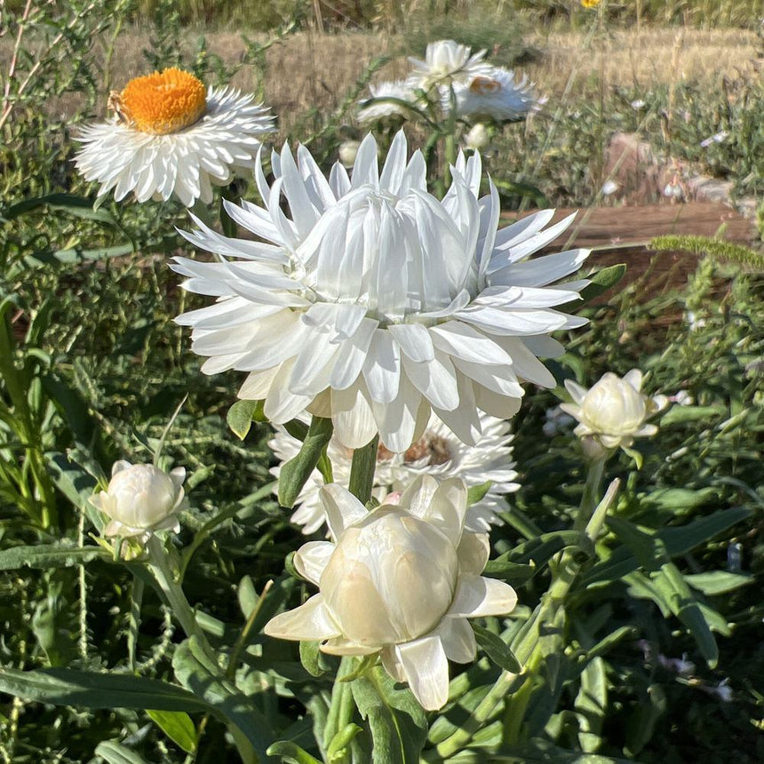 King Size Silvery White Strawflower with green leaves in a natural setting