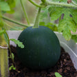 A young round Sugar Baby watermelon with dark green, slightly fuzzy skin ripening on the vine, resting on dark soil beside lobed leaves in a raised garden bed.