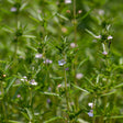 Close-up of summer savory plants with slender green leaves and small pale lilac flowers scattered along thin upright stems, growing densely in a sunlit patch.