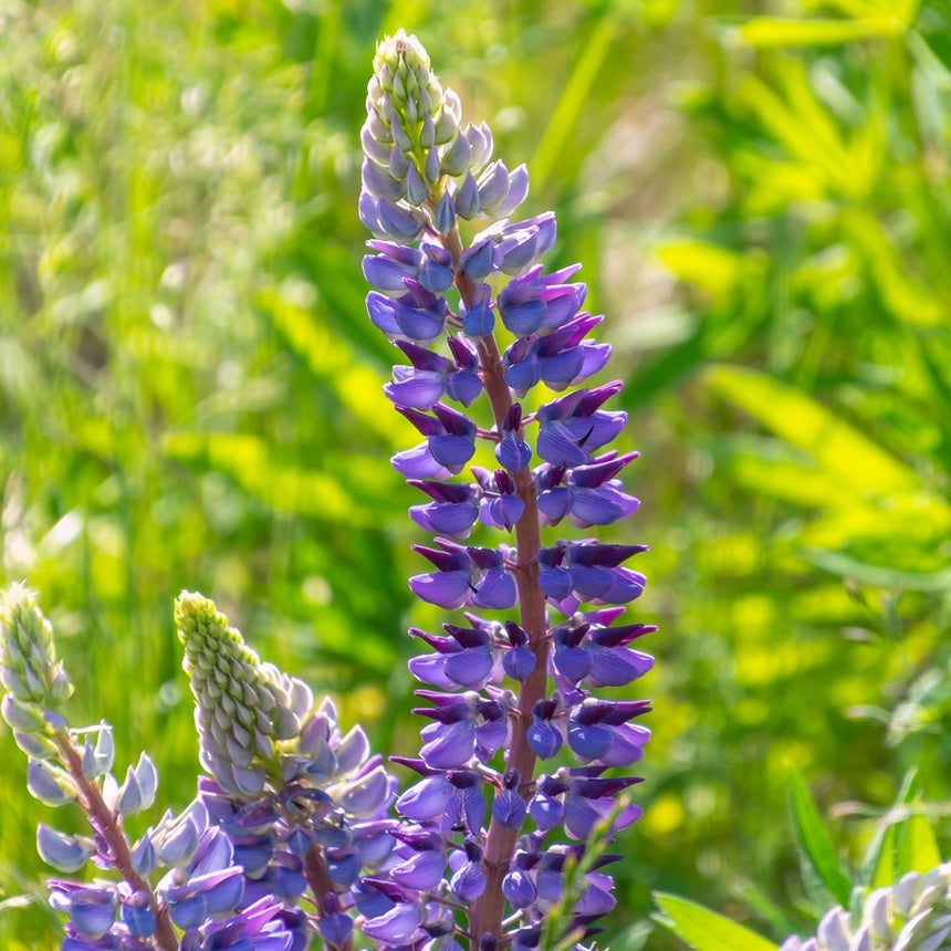 Sundial lupine flower spike with tightly packed purple-blue blooms opening from the base upward to unopened pale green buds at the tip, set against a sunlit blurred green meadow.
