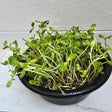 A dense tray of sunflower microgreens with pale curved stems and paired oval green leaves, still bearing seed husks, growing thickly in a black bowl against a white wall.