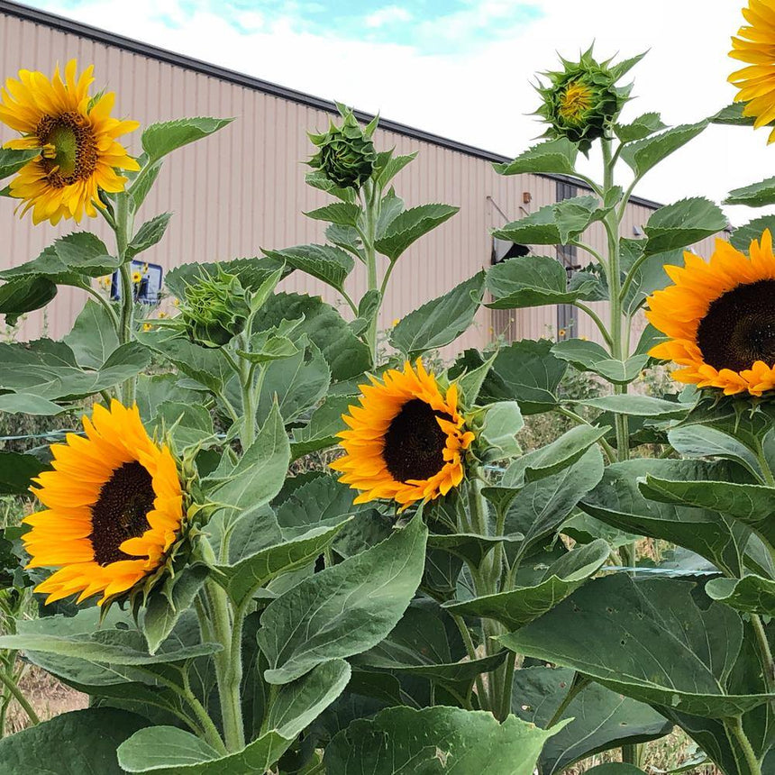 Tall Zohar sunflowers in full bloom with bright orange petals and dark centres, some still budding, growing among broad green leaves in front of a metal warehouse building.