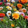 Cluster of blooming gazania flowers in mixed colours—orange, yellow, white, pink and red with dark-striped petals and bold central discs—growing among grey-green foliage in a sunlit garden bed.