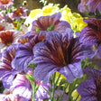 Close-up of trumpet-shaped Salpiglossis flowers in mixed colours, with velvety purple-veined and yellow-veined blooms shown alongside pale pink and cream flowers in soft sunlight.