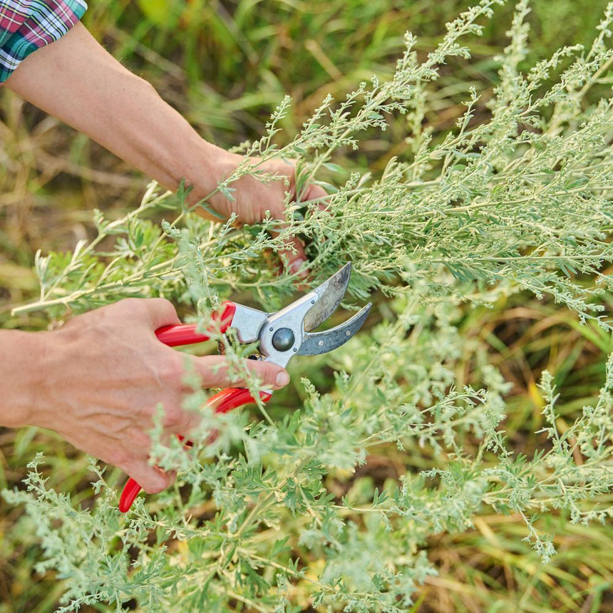 Close-up of a hand using red-handled pruning shears to snip a stem of feathery, silvery-green Sweet Annie foliage among tall grass.