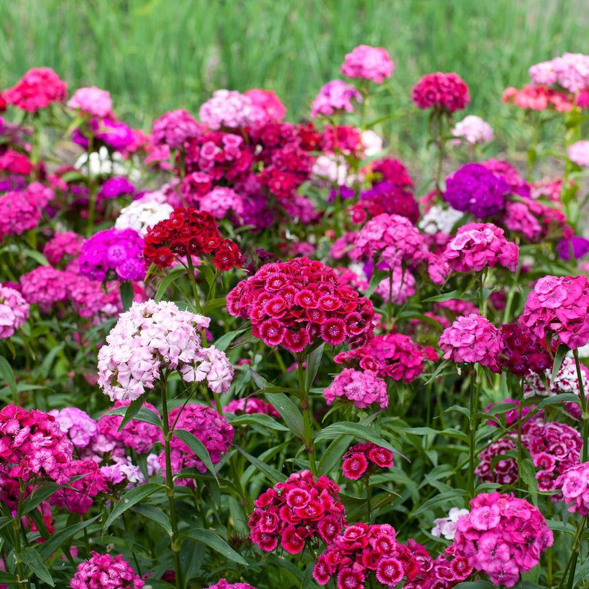 Vibrant field of Sweet Rose Magic Sweet William flowers showing dense clusters of pale pink, magenta, and deep rose blooms with green foliage in the background.