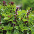 Flowering Thai basil plant with glossy green leaves on dark purple stems, topped by clusters of small purple-pink blossoms and burgundy flower spikes.