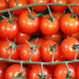 Close-up of ripe Sweetie cherry tomatoes clustered on the vine, their glossy red skins reflecting light against fuzzy green stems and star-shaped calyxes.