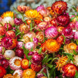 Close-up of Swiss Giants strawflowers in full bloom, showing densely packed papery petals in a mix of crimson, orange, yellow, pink, and cream, with buds in various stages of opening among green stems.