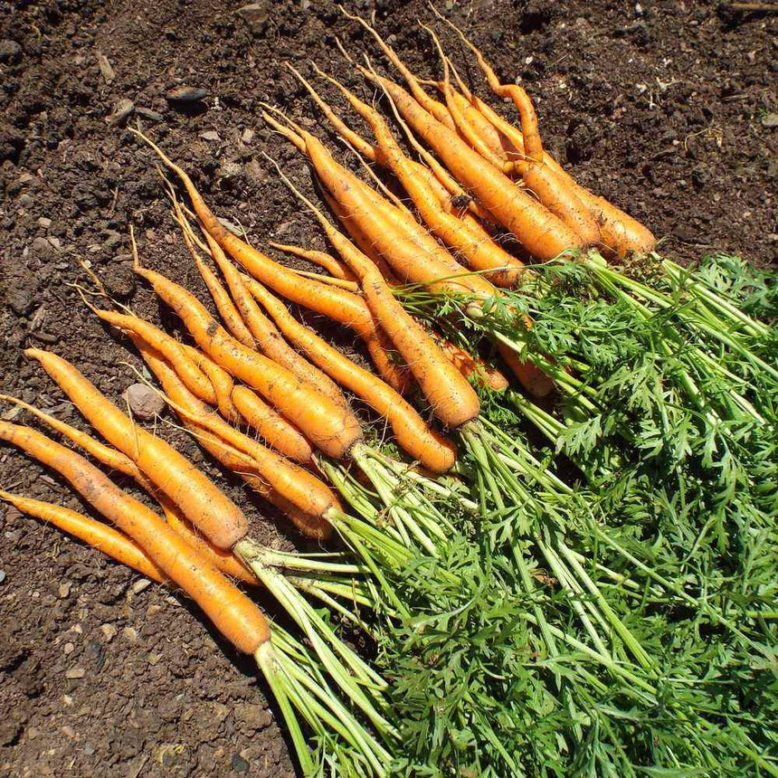 Freshly pulled Tendersweet carrots lie in rows on dark soil, their long tapered orange roots still dirt-flecked and topped with bushy green foliage.