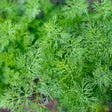 Close-up of dill foliage showing feathery, thread-like bright green leaves densely clustered on the plant.