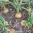 Rows of golden-skinned onion bulbs swelling above wood-mulched soil, their green tops still upright, with a brown drip irrigation line running between the plants.