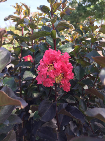 Crape myrtle branch bearing a ruffled cluster of coral-pink flowers with yellow-tipped stamens, set against dark purple-bronze foliage and reddish stems, with more blooms visible in the sunlit background.