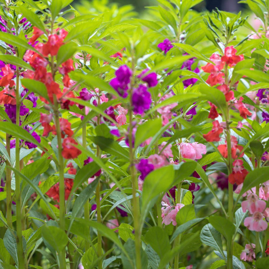 Vibrant patch of Tom Thumb Blend Balsam flowers in shades of magenta, red, and soft pink blooming along green leafy stems in a garden bed.
