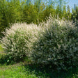Mature tri-color dappled willow shrubs with pink-and-white variegated foliage on slender arching branches, planted in a sunny garden bed backed by tall green bamboo.
