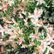 Close-up of a tri-color dappled willow shrub with new shoots in shades of pink, cream and white variegated with green, mixed among mature dark green oval leaves in bright sunlight.