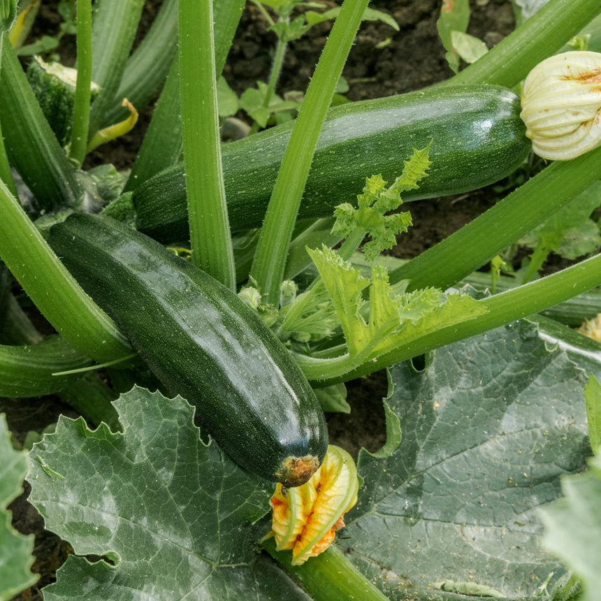 Triumph Summer Squash growing in a garden with green leaves and flowers.