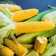 Freshly harvested True Gold sweet corn cobs with plump, glossy yellow kernels, some still wrapped in pale green husks and silk, piled together against a dark blue background.