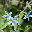 Close-up of three star-shaped tweedia flowers with pale blue petals and a small darker blue centre, growing on a fuzzy, hairy stem amid soft green leaves and an unopened pink bud.