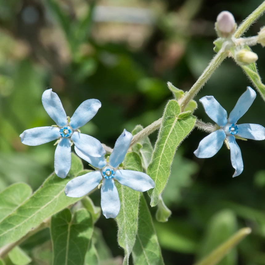 Close-up of three star-shaped tweedia flowers with pale blue petals and a small darker blue centre, growing on a fuzzy, hairy stem amid soft green leaves and an unopened pink bud.