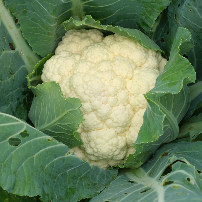 A dense, creamy-white cauliflower head growing in the garden, its curds tightly clustered and partly wrapped by surrounding blue-green leaves showing some insect nibbling.