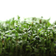 Close-up of dense upland cress microgreens with slender pale stems and small paired green cotyledon leaves, packed tightly together against a soft white background.