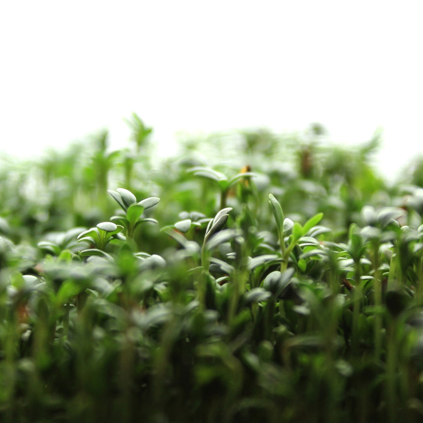 Close-up of dense upland cress microgreens with slender pale stems and small paired green cotyledon leaves, packed tightly together against a soft white background.